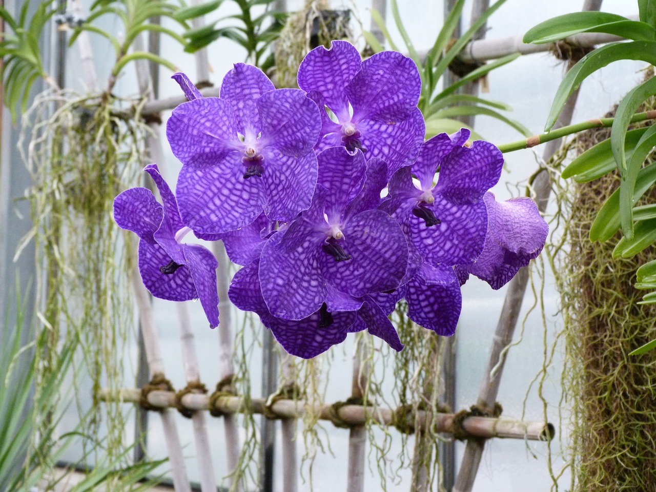 flower purple violet free photo
