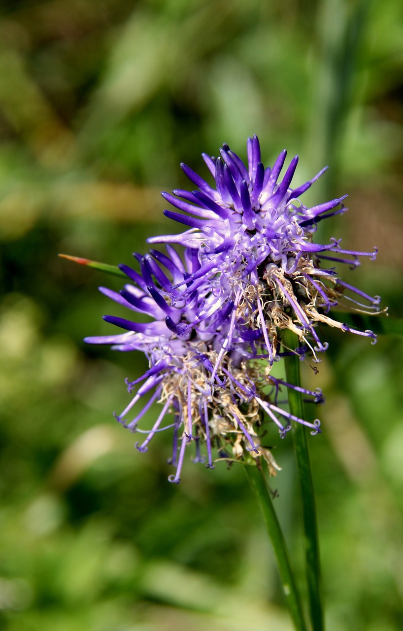 flower purple plants free photo