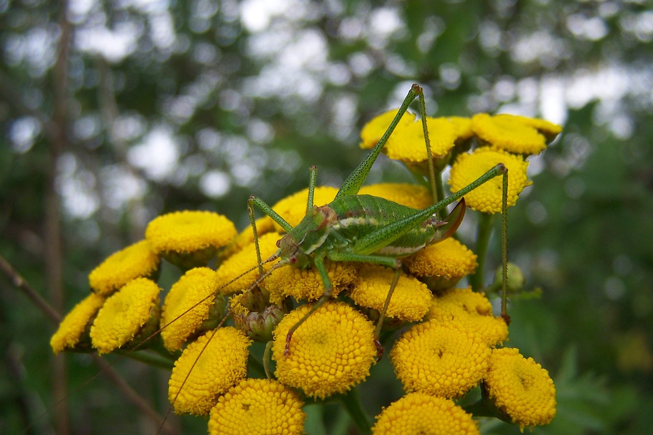 flower grasshopper insect free photo