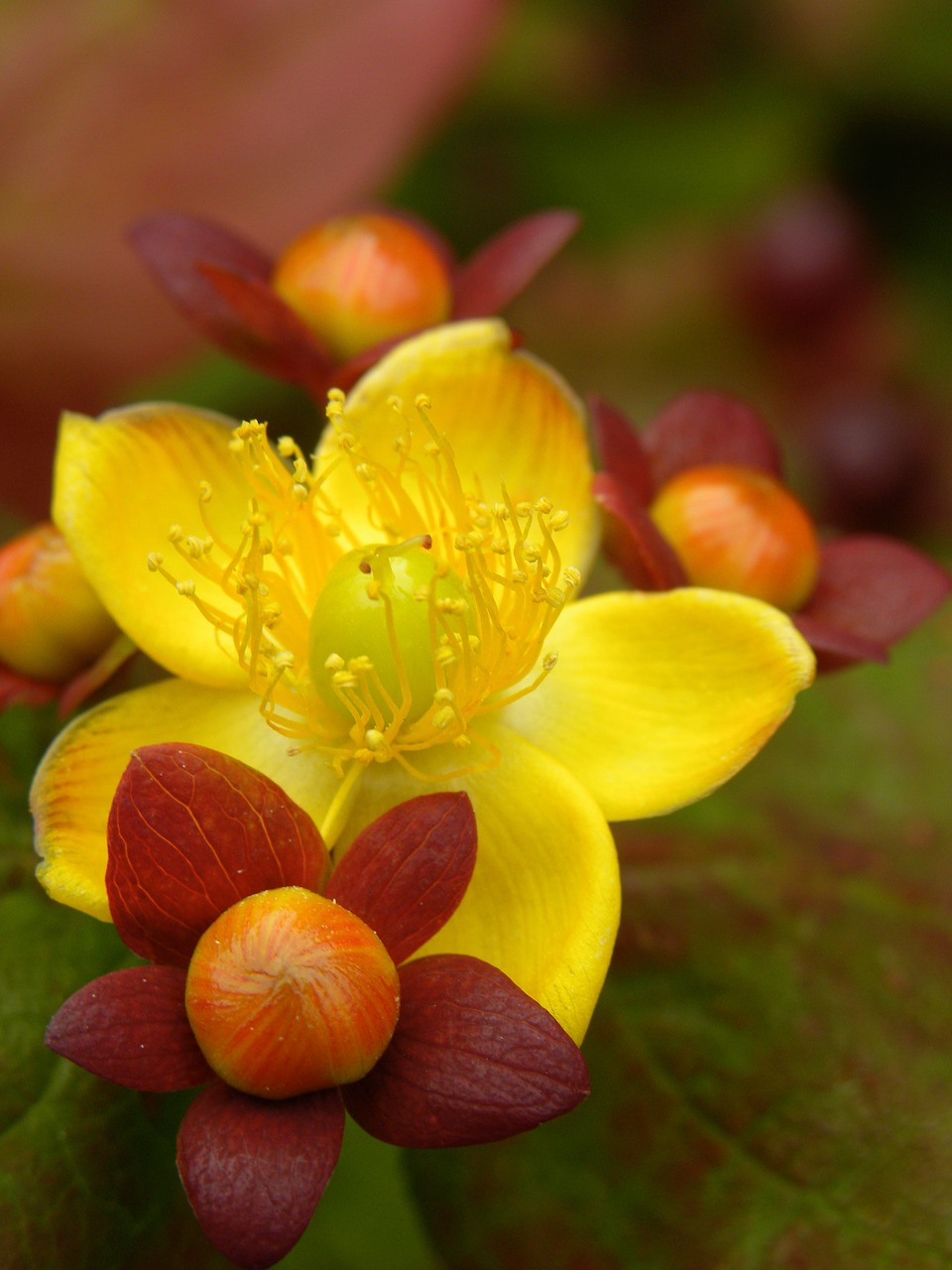 flower plant nature free photo