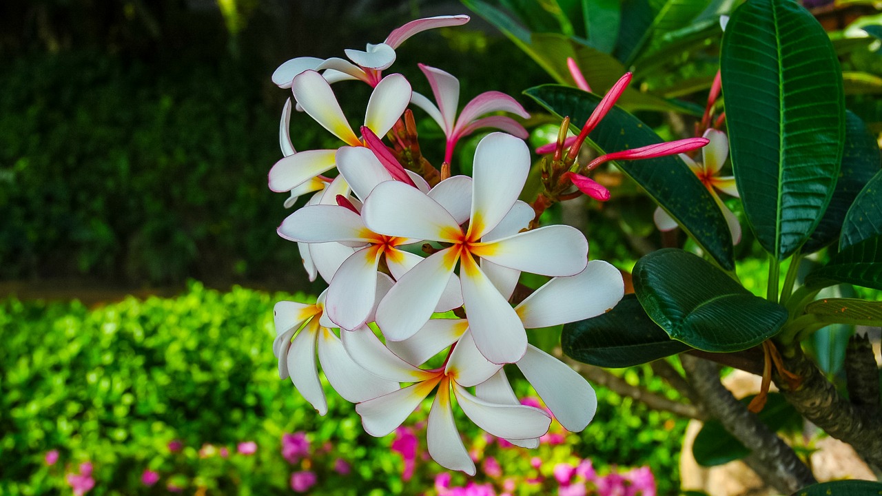 blossom bloom flower blossom free photo