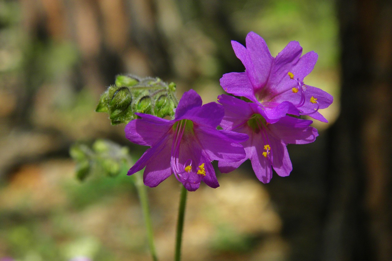 flower purple purple flower free photo