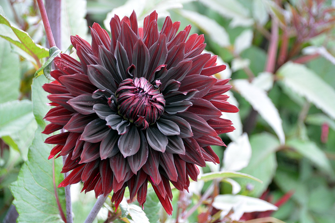 flower chrysanthemum petals free photo