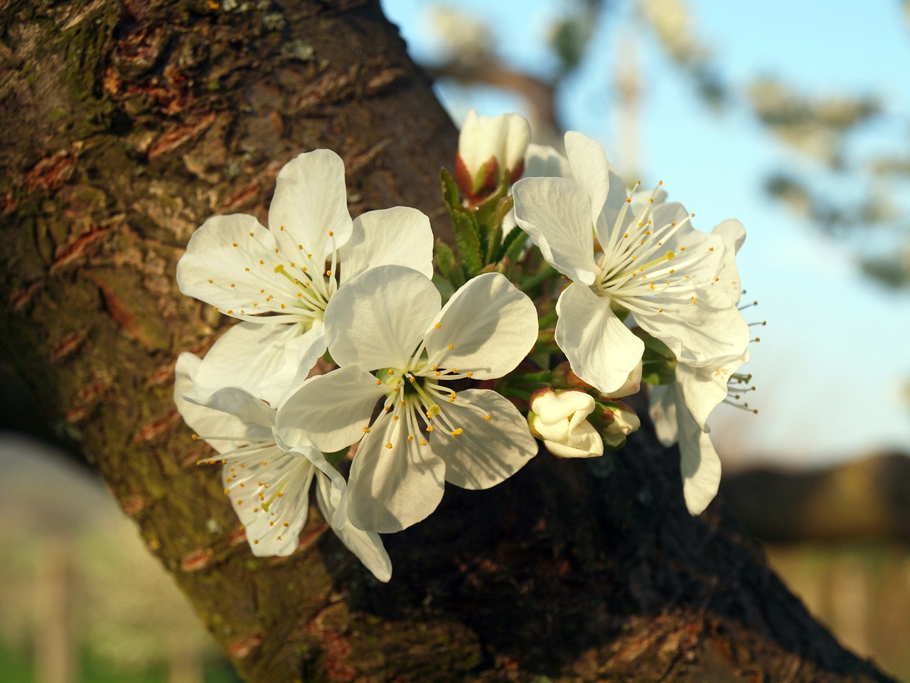 flower wood cherry tree free photo