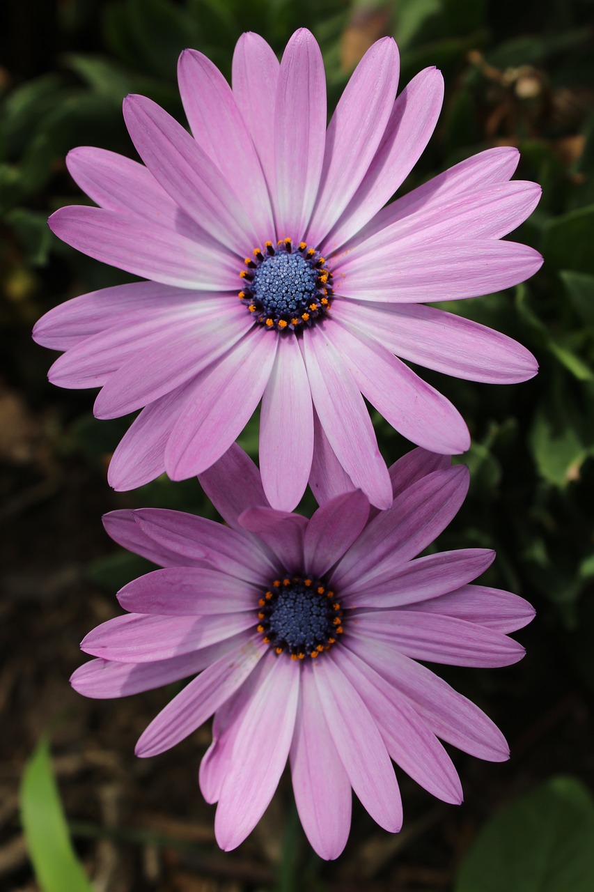 flower flowers lilac free photo