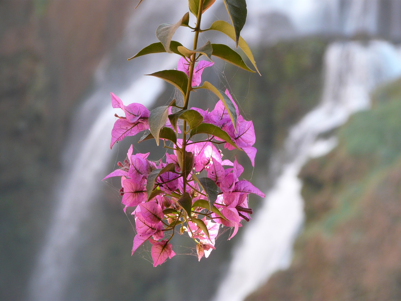 flower waterfall nature free photo