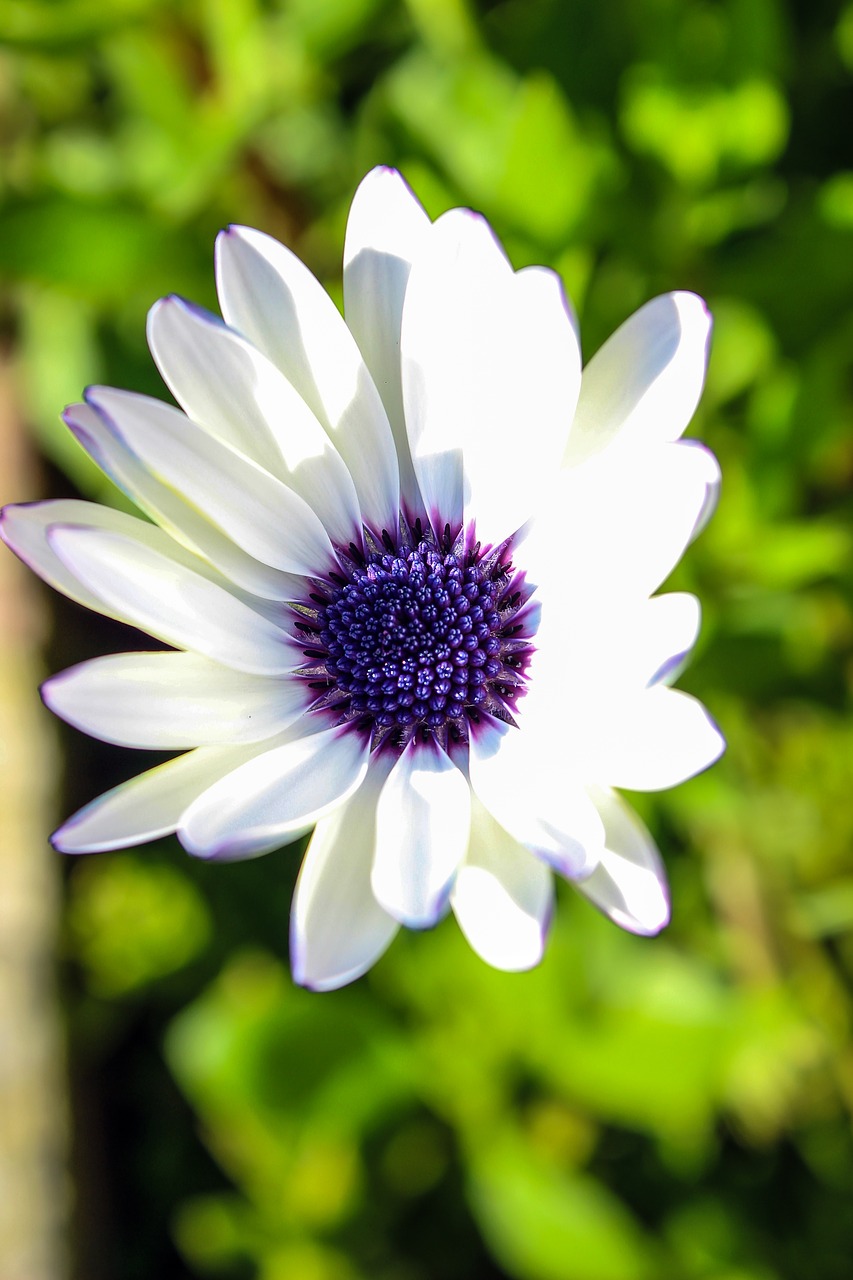 flower violet nature free photo