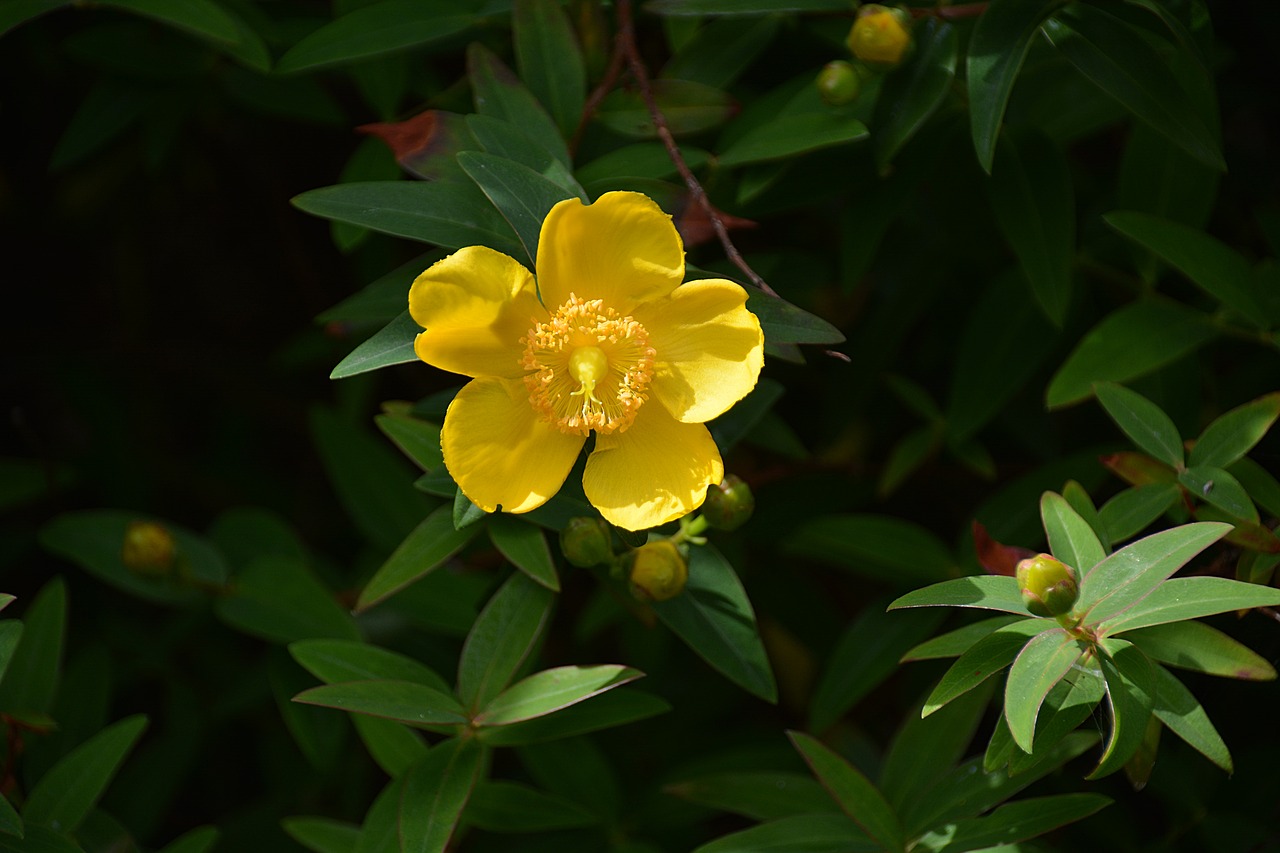 flower anemone yellow flower free photo