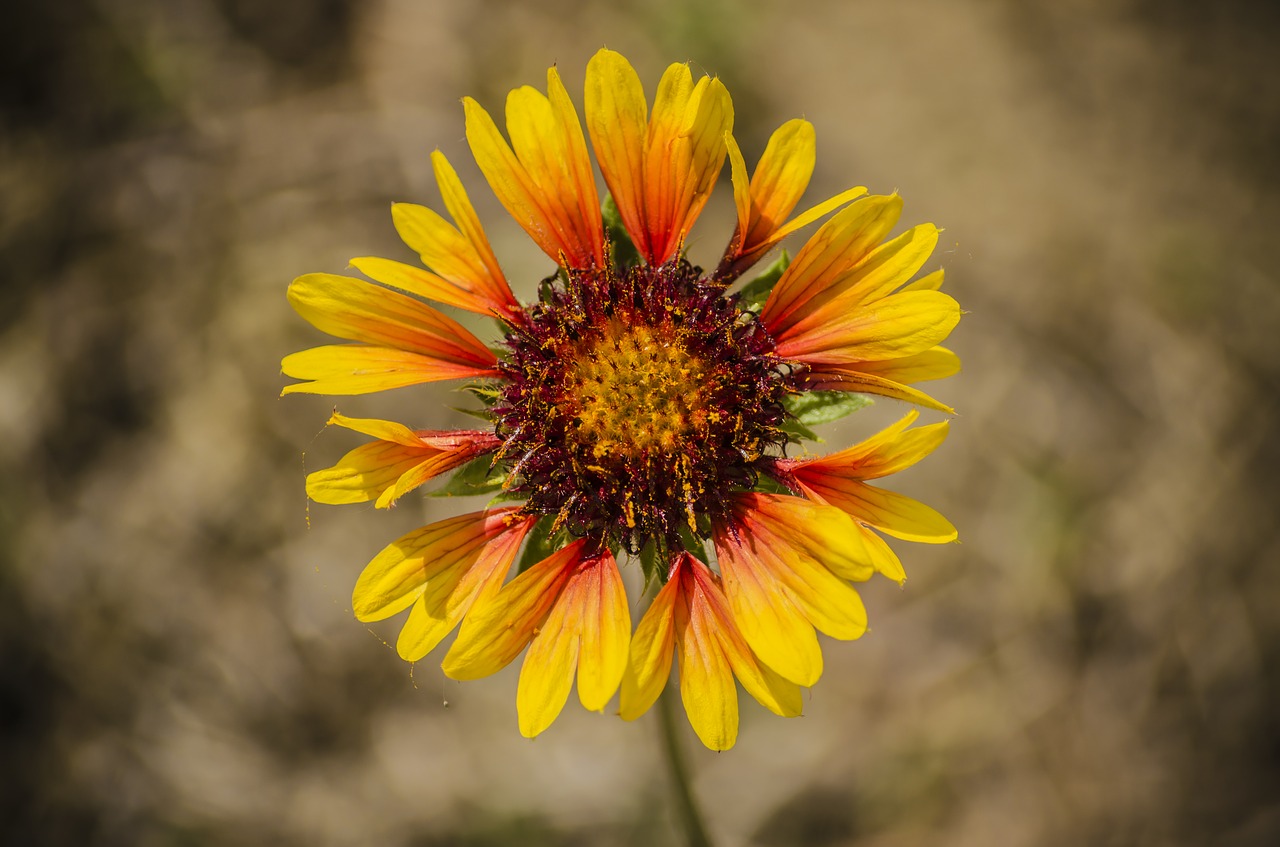 flower spring spring flower free photo