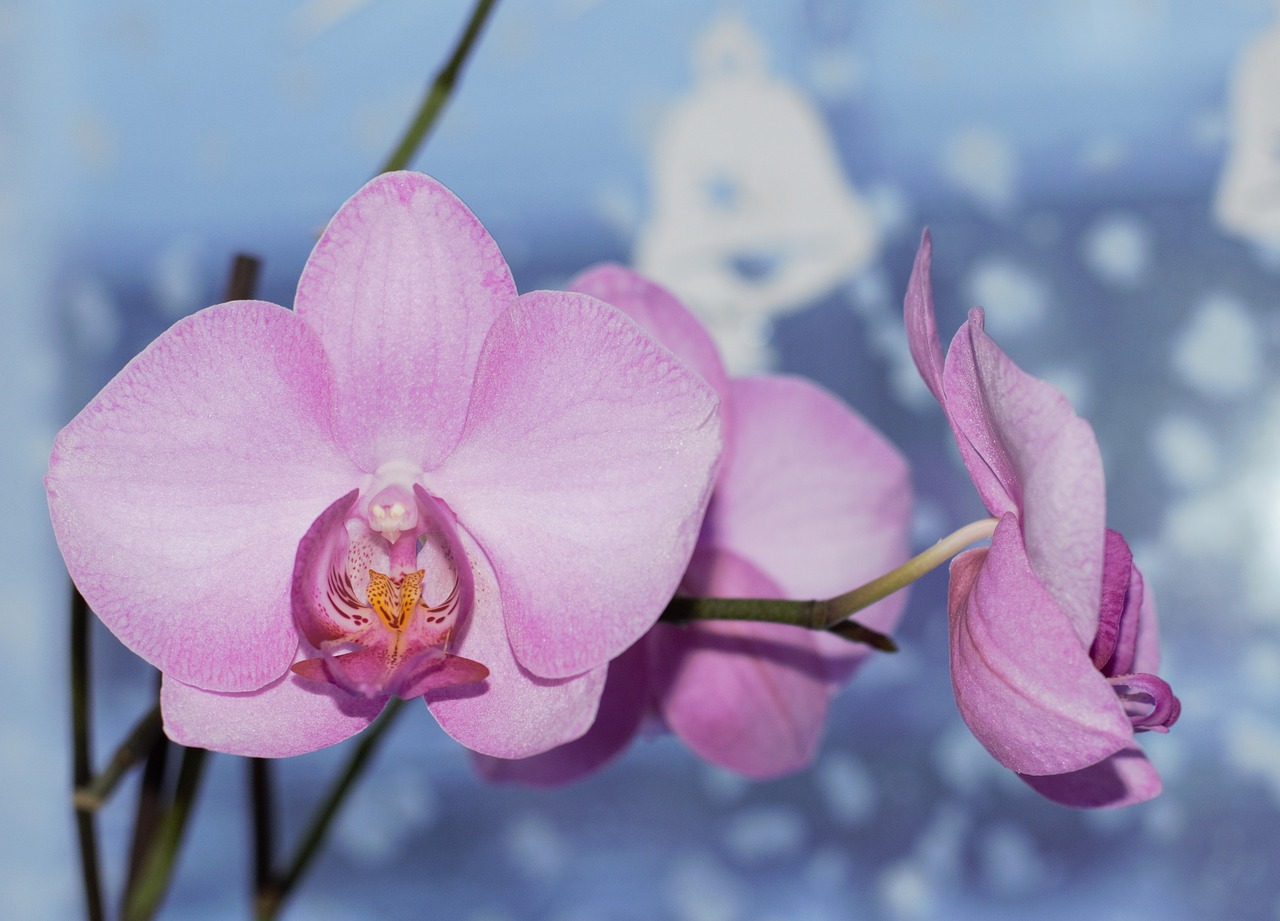 flower orchid beautiful flower free photo