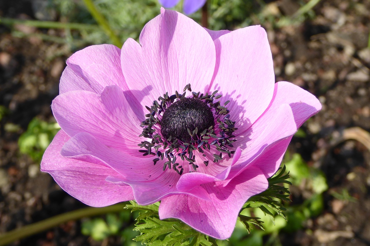 flower blossom bloom free photo