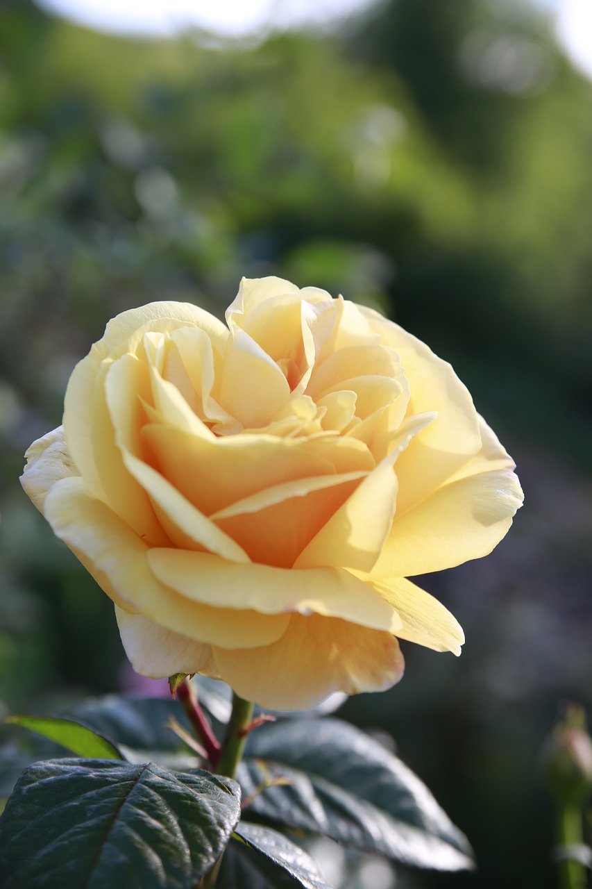 flower rosa yellow free photo