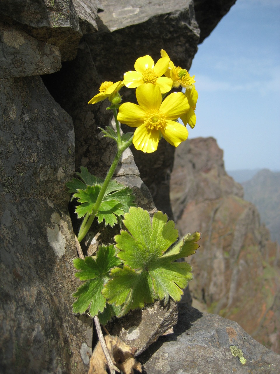 flower yellow mountains free photo