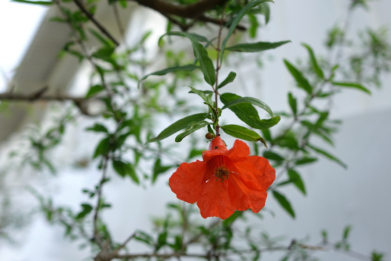 flower pomegranate punica granatum l free photo