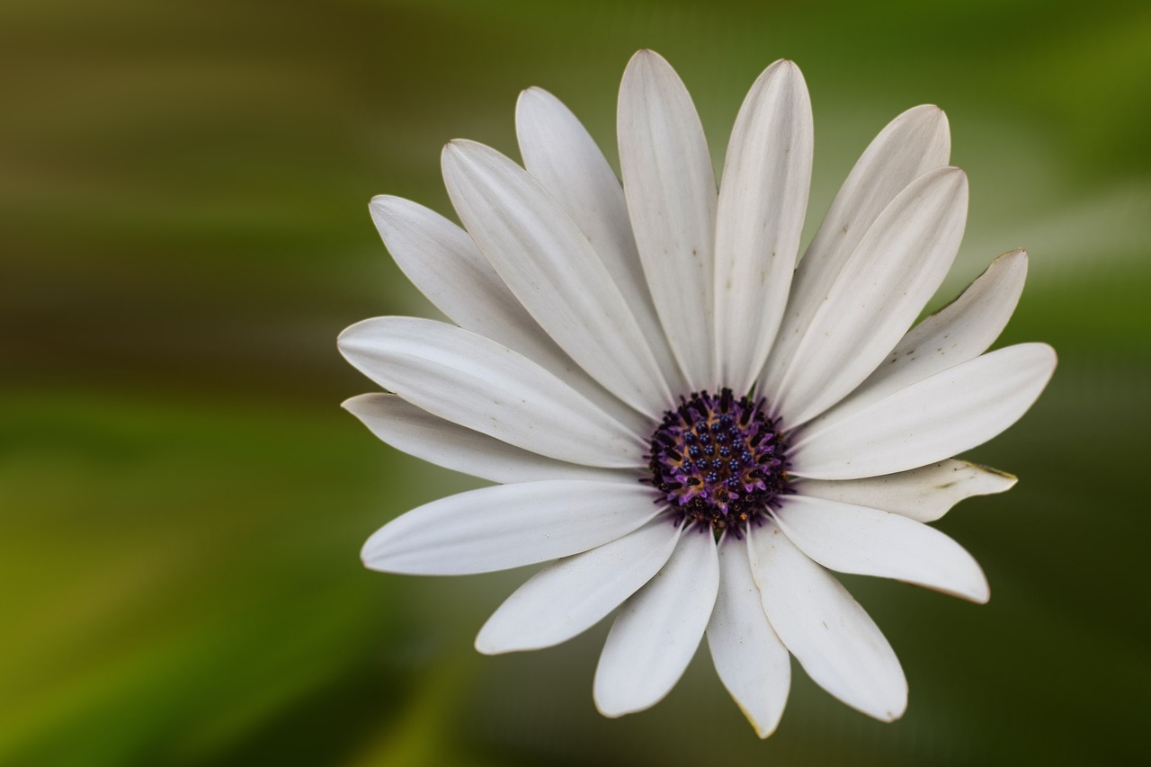 flower blossom bloom free photo