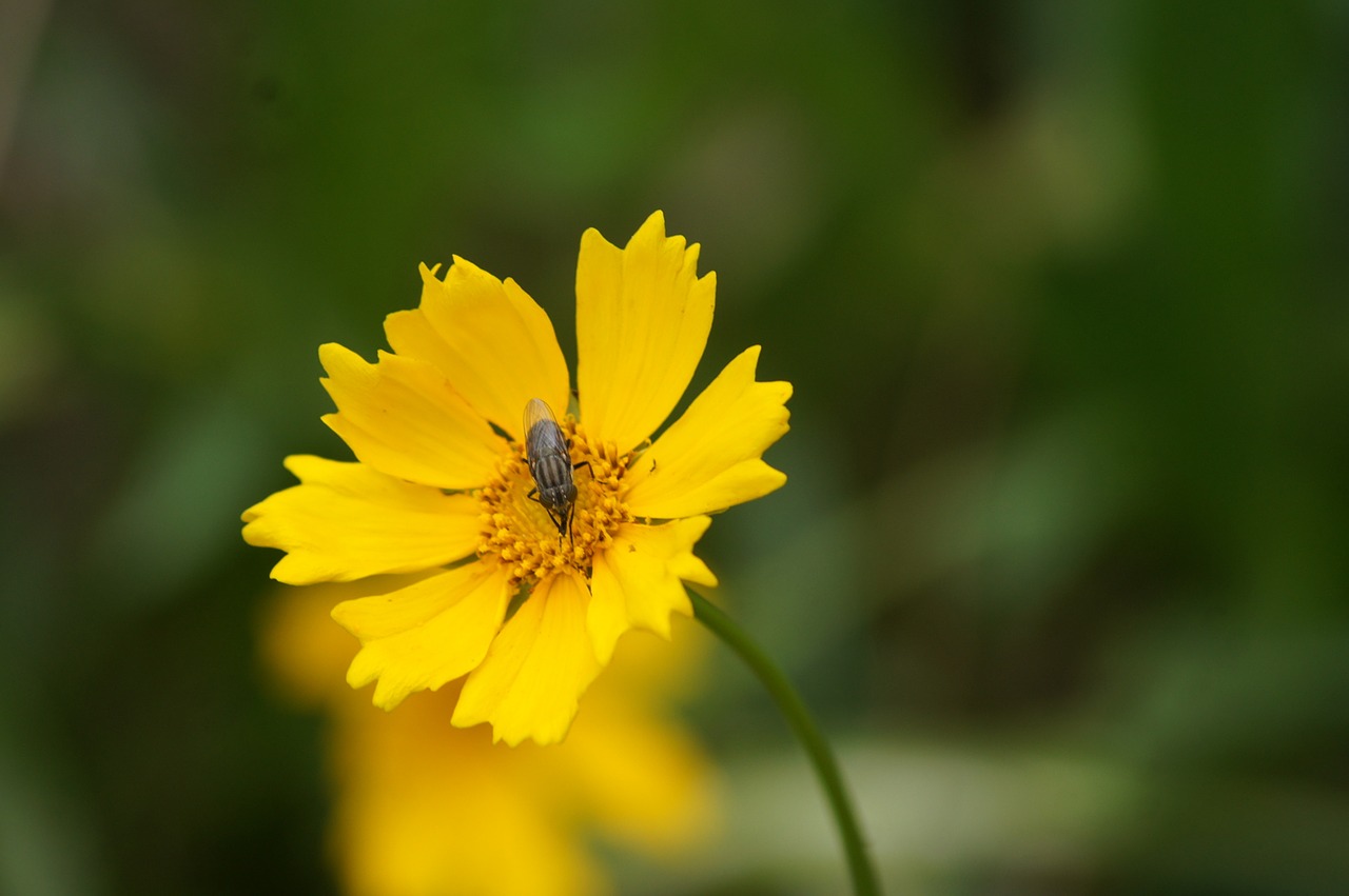 flower yellow fly free photo