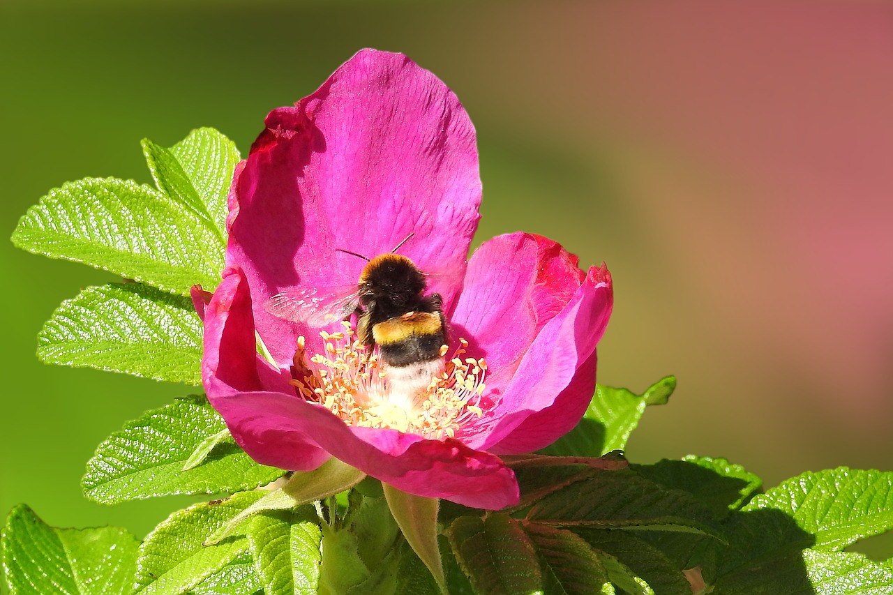 flower blossom bloom free photo