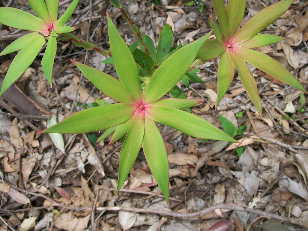 flower nature plants free photo