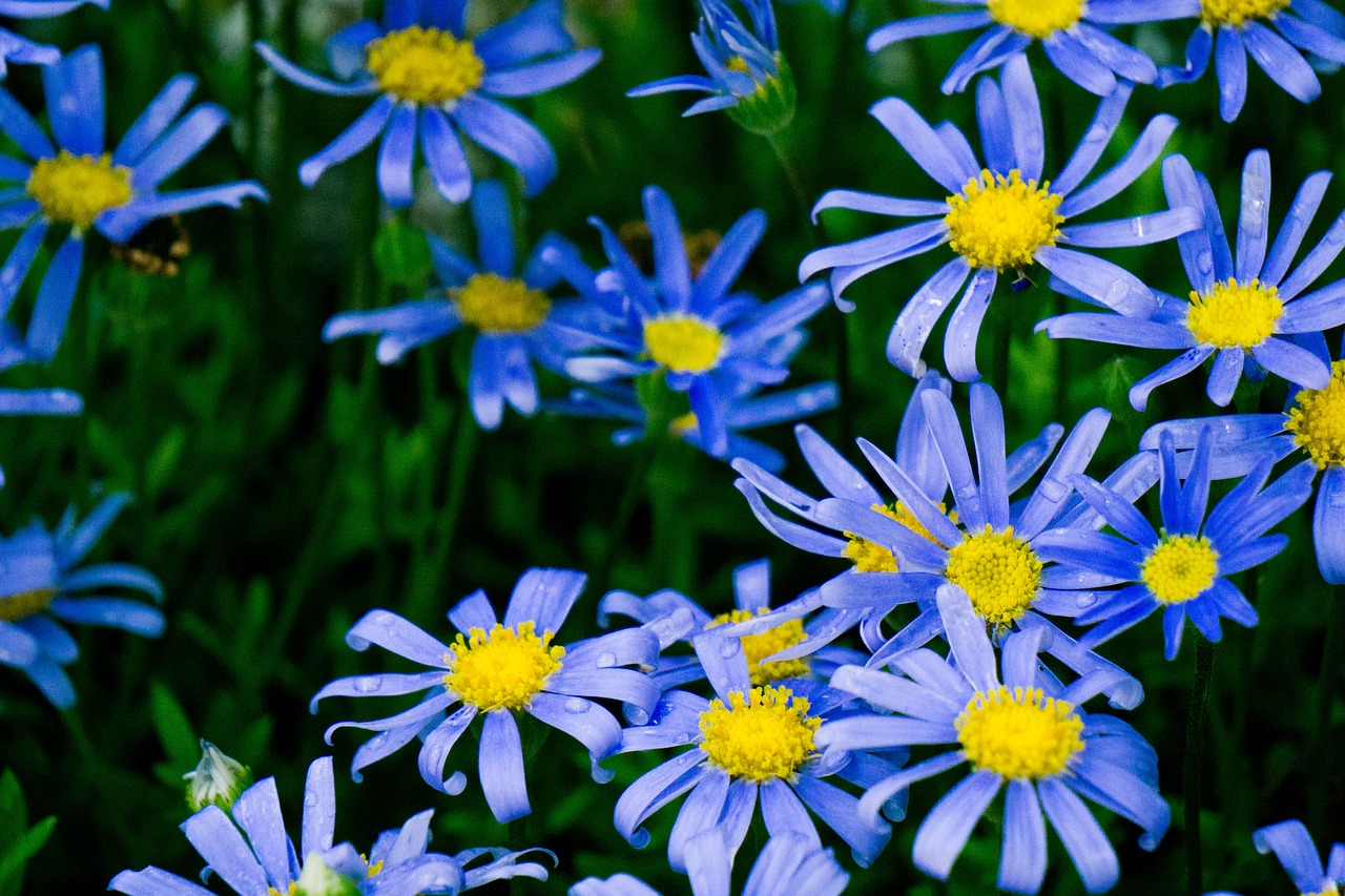 flower floral blue free photo