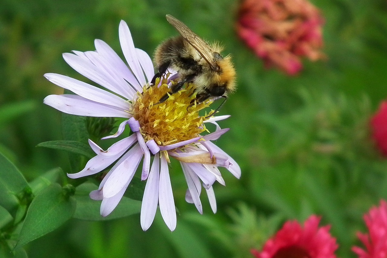 flower aster bee free photo