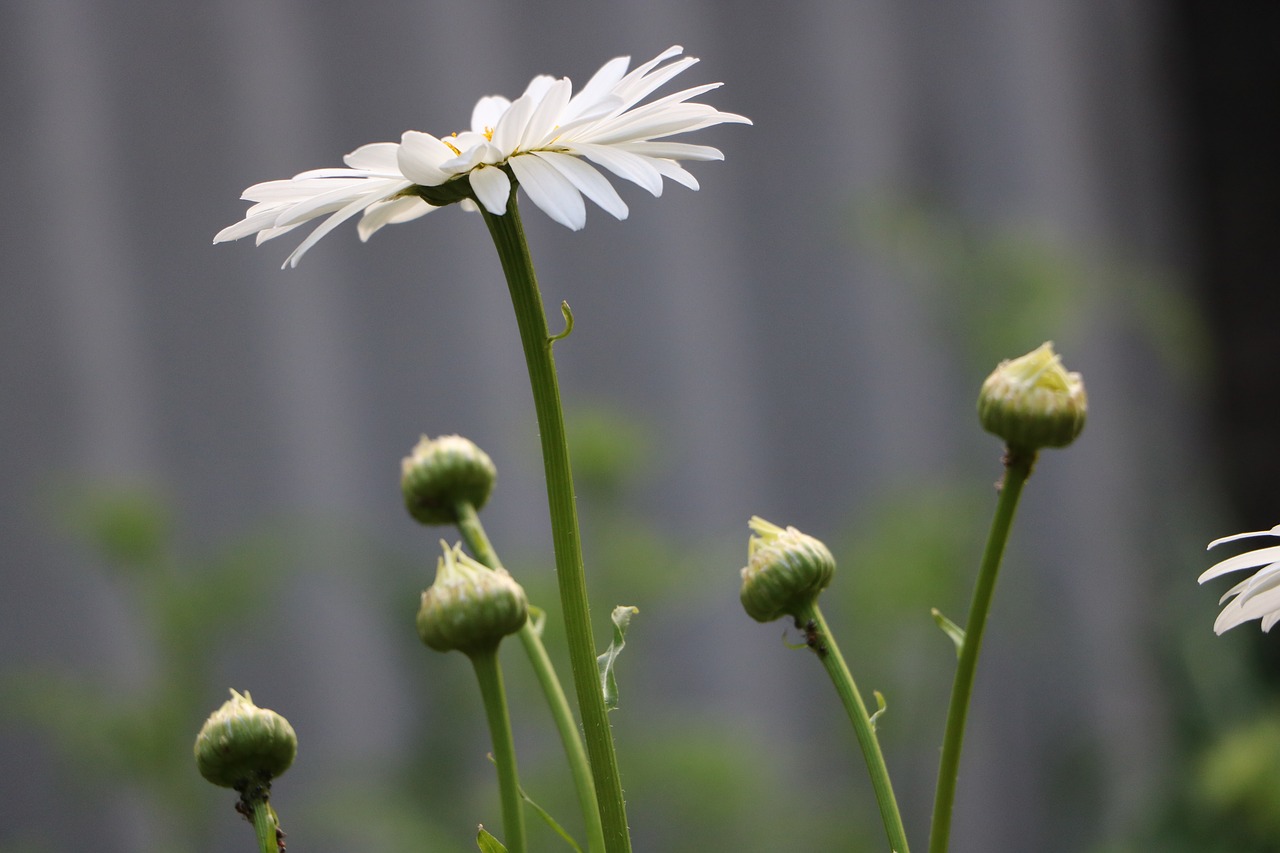 flower white white flowers free photo