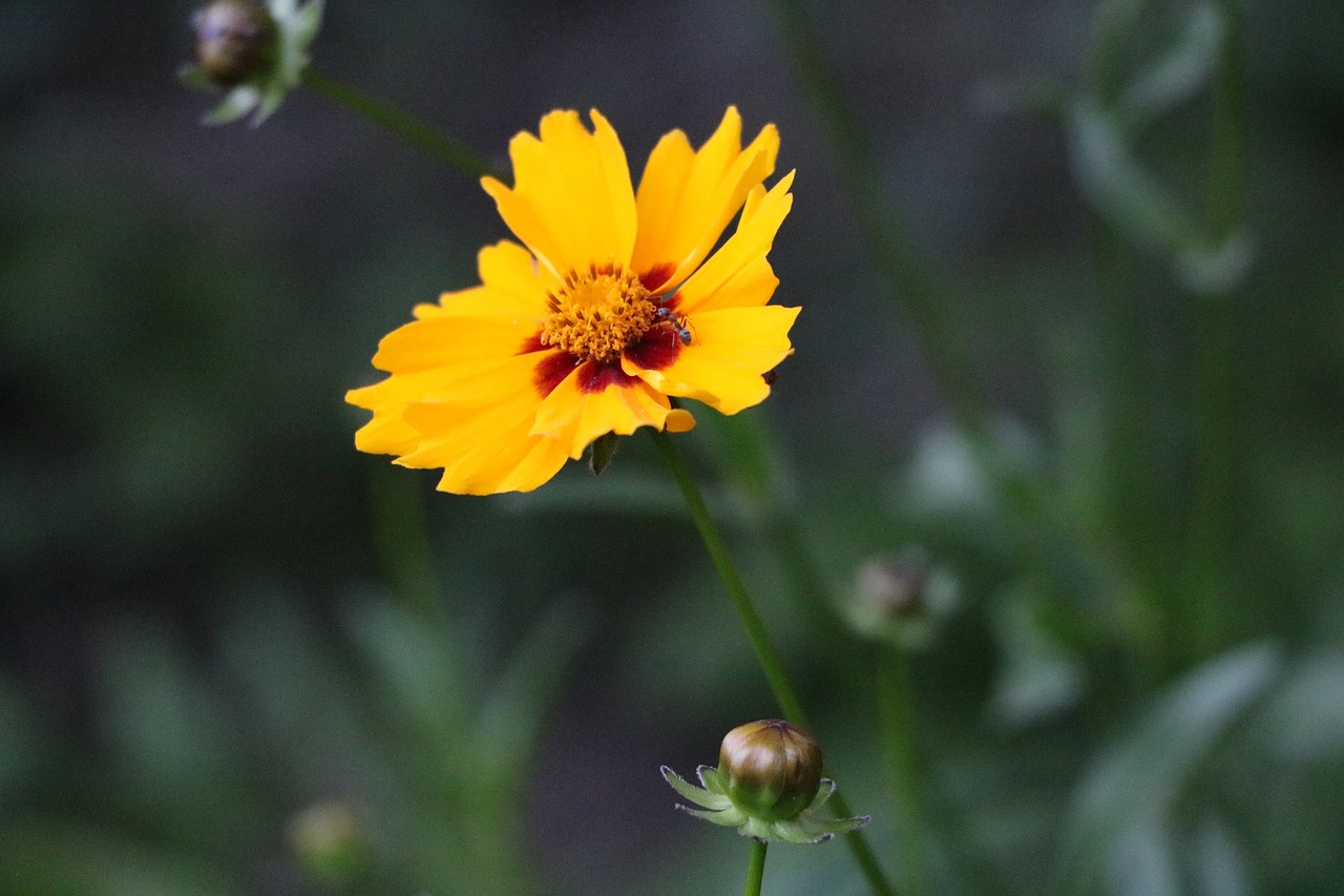 flower one yellow free photo