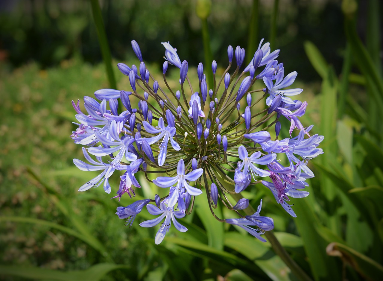 flower decorative onion flora free photo