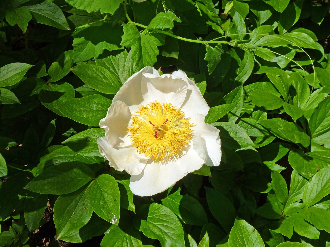 flower peony flowering free photo