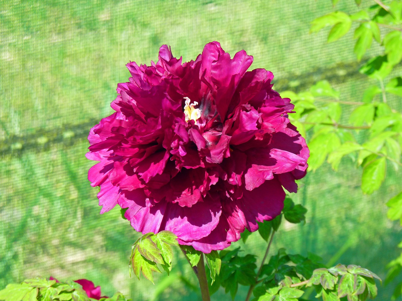 flower peony flowering free photo