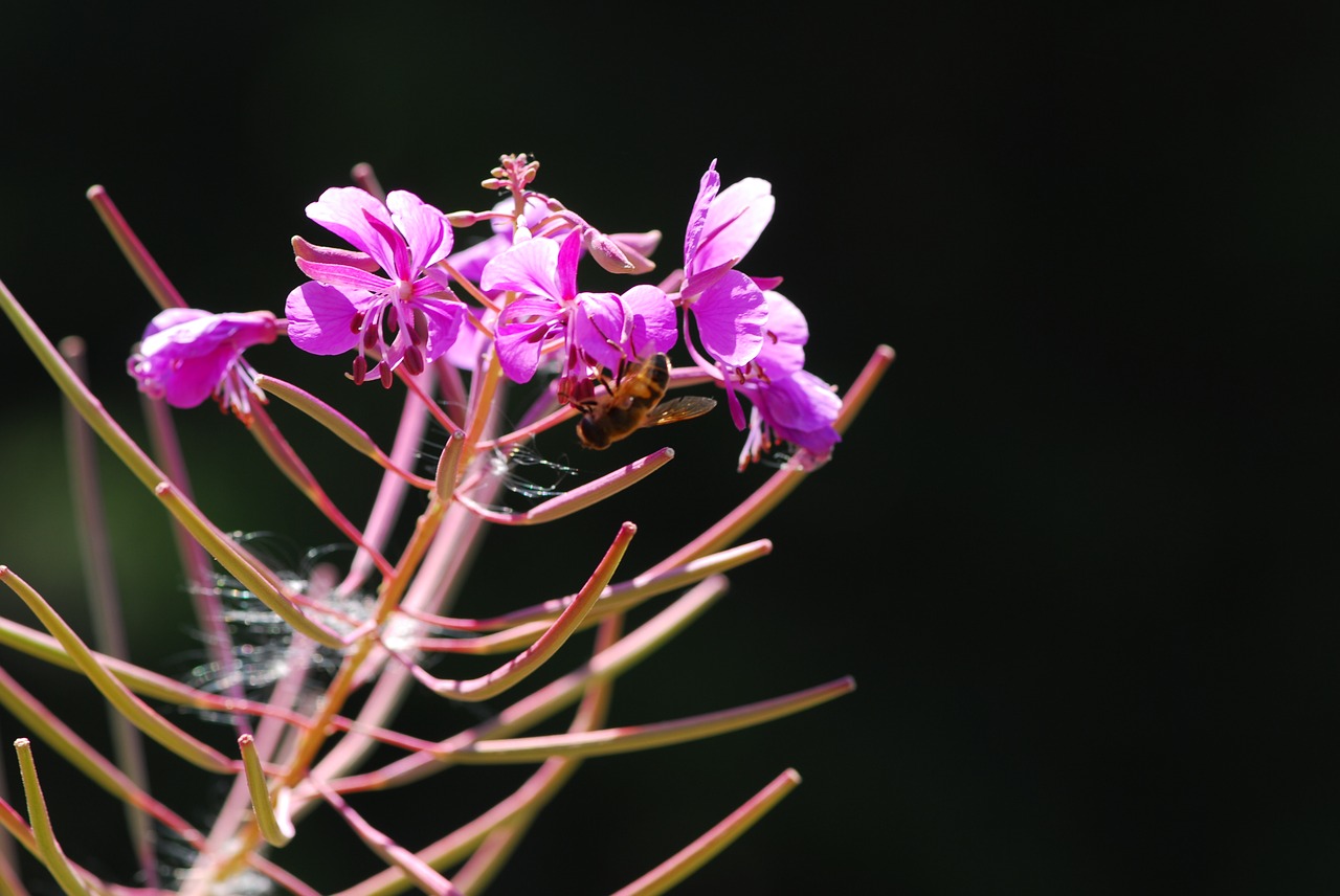 flower mountain flowers lilac flower free photo