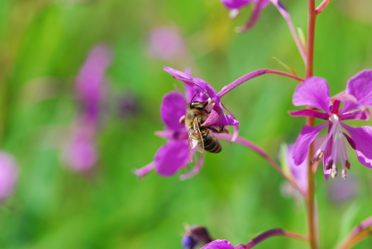 flower bee nature free photo