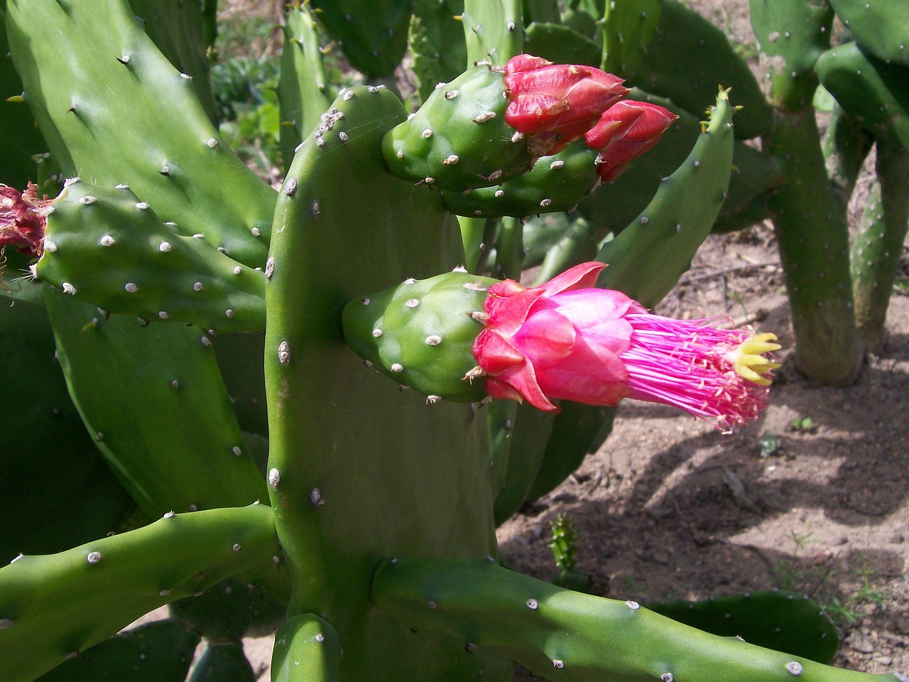 flower of cactus free photo