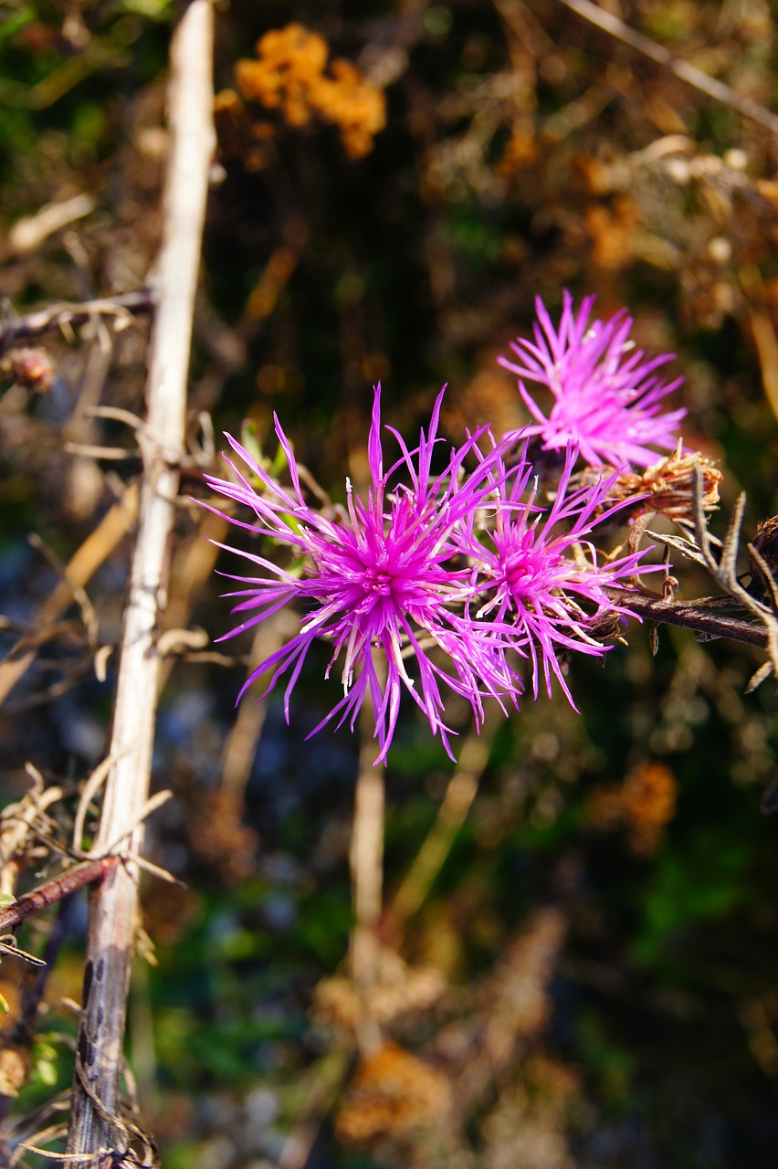 flower autumn plant free photo