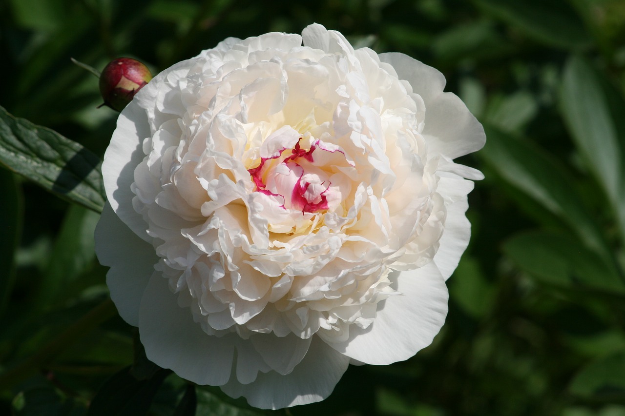 flower white plant free photo