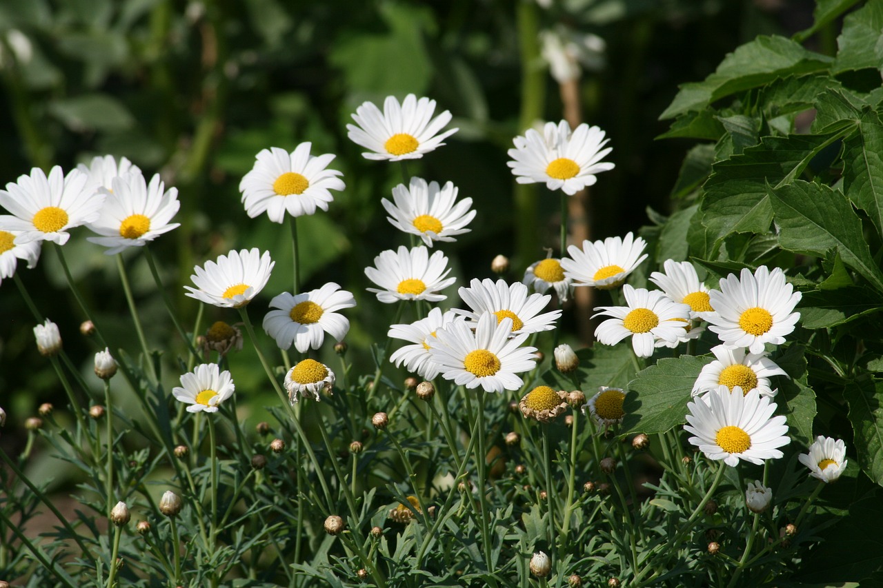 flower chamomile plant free photo