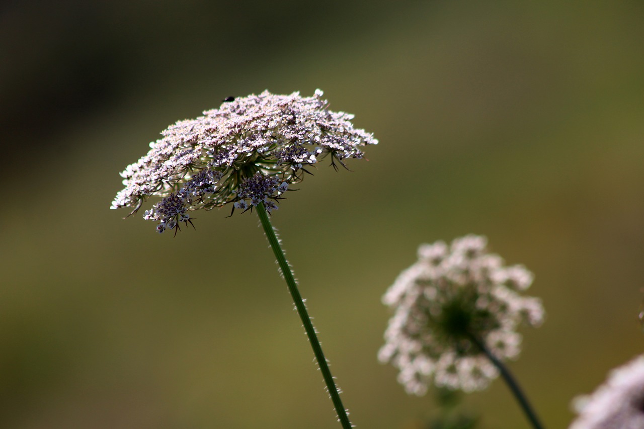 flower nature insect free photo