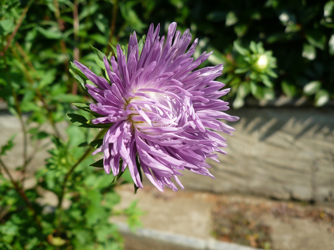 flower petals beauty free photo