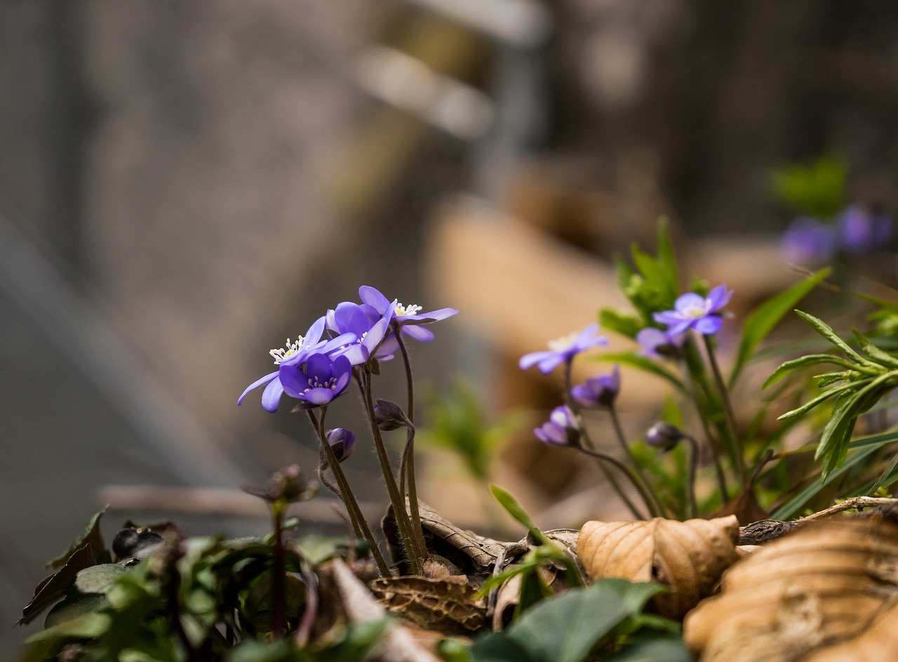 flower forest nature free photo