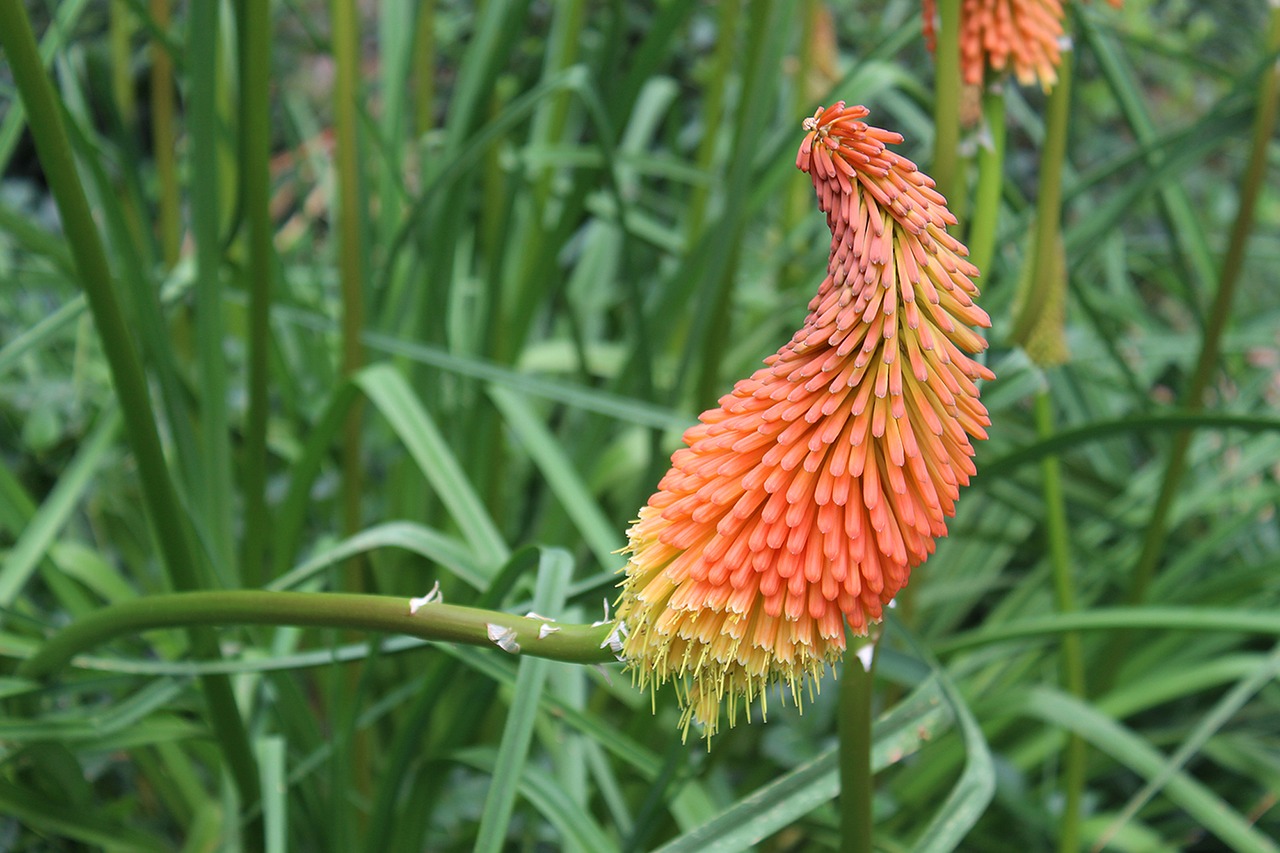 flower green garden free photo