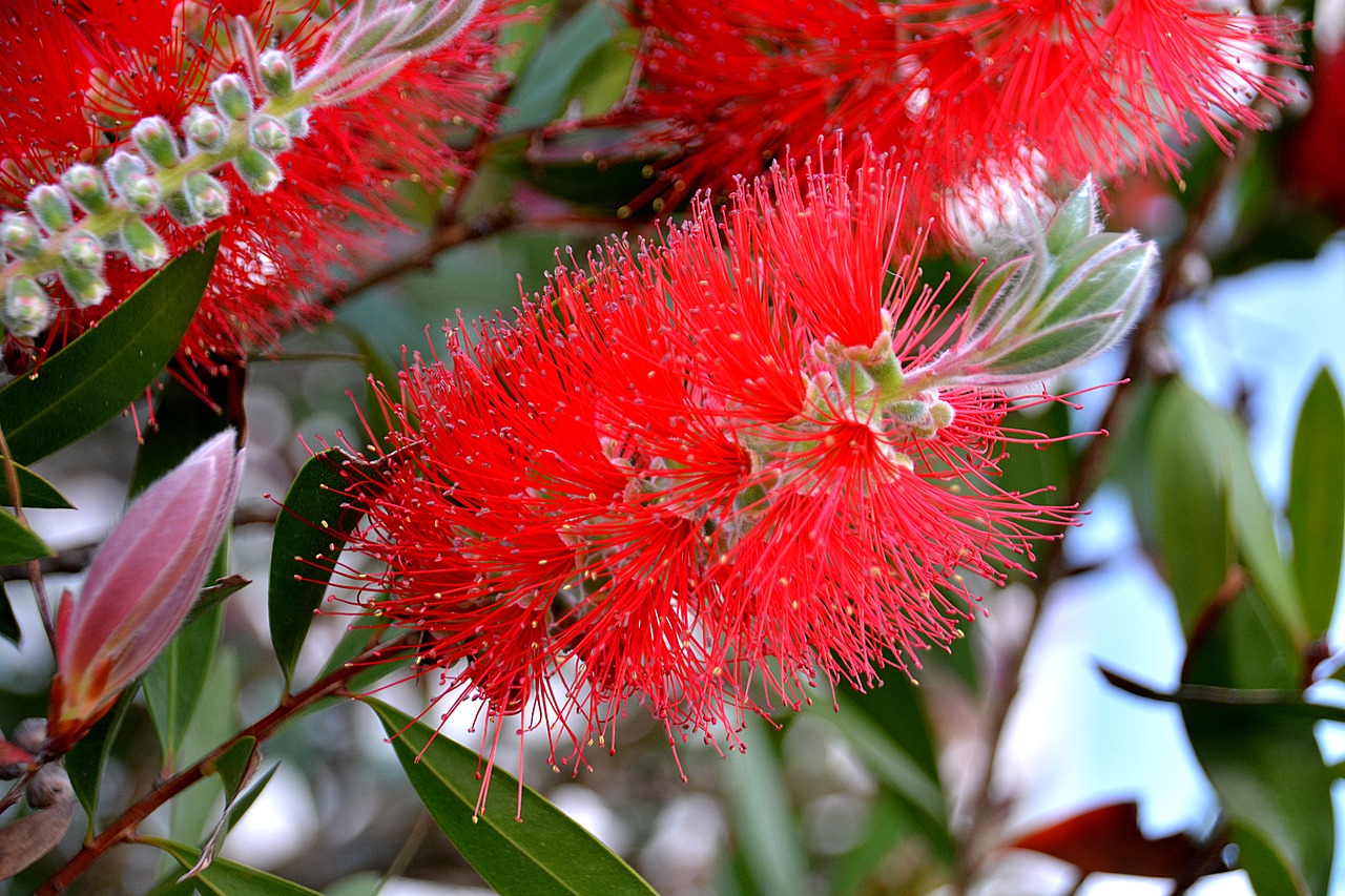 flower bottlebrush red flower free photo