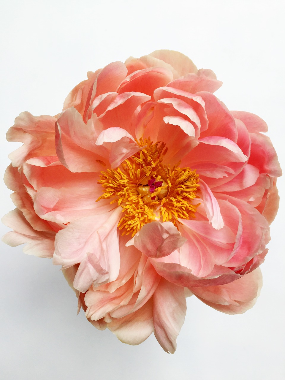 flower peony pink free photo