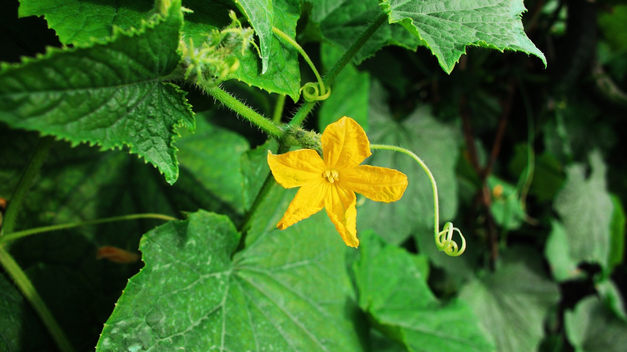 flower leaves pumpkin flower free photo