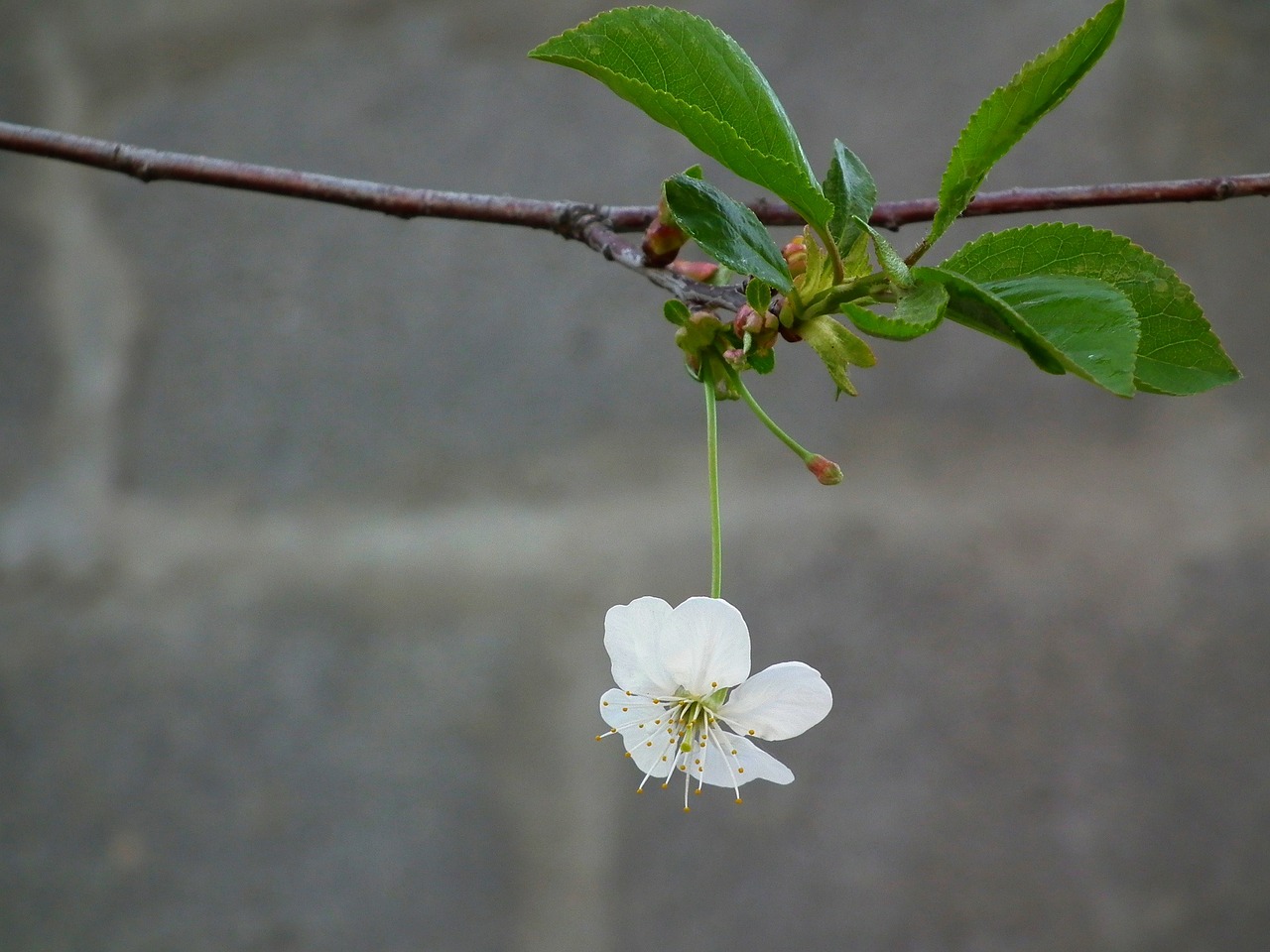 flower cherry the leaves of the branch free photo