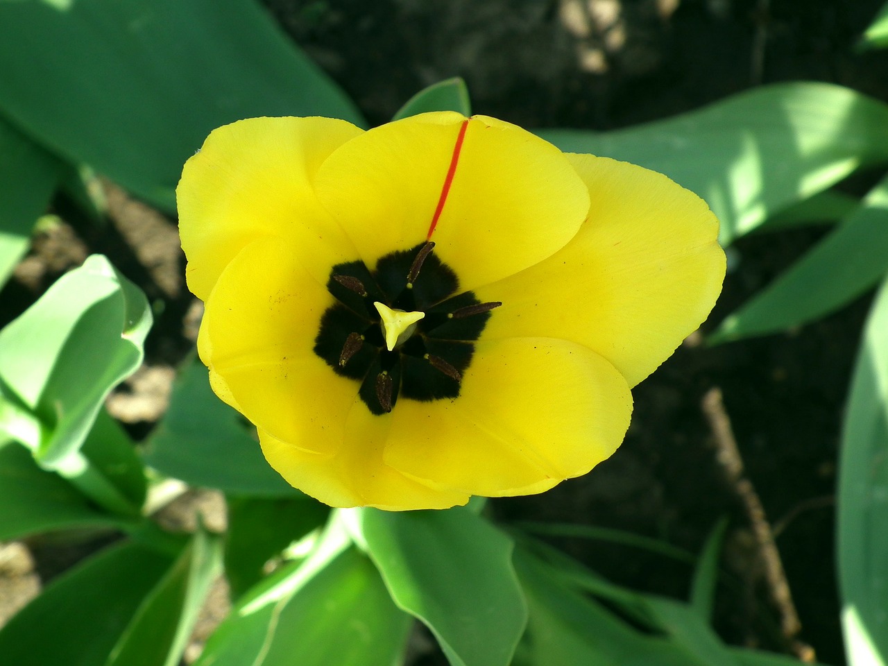 flower tulip yellow free photo