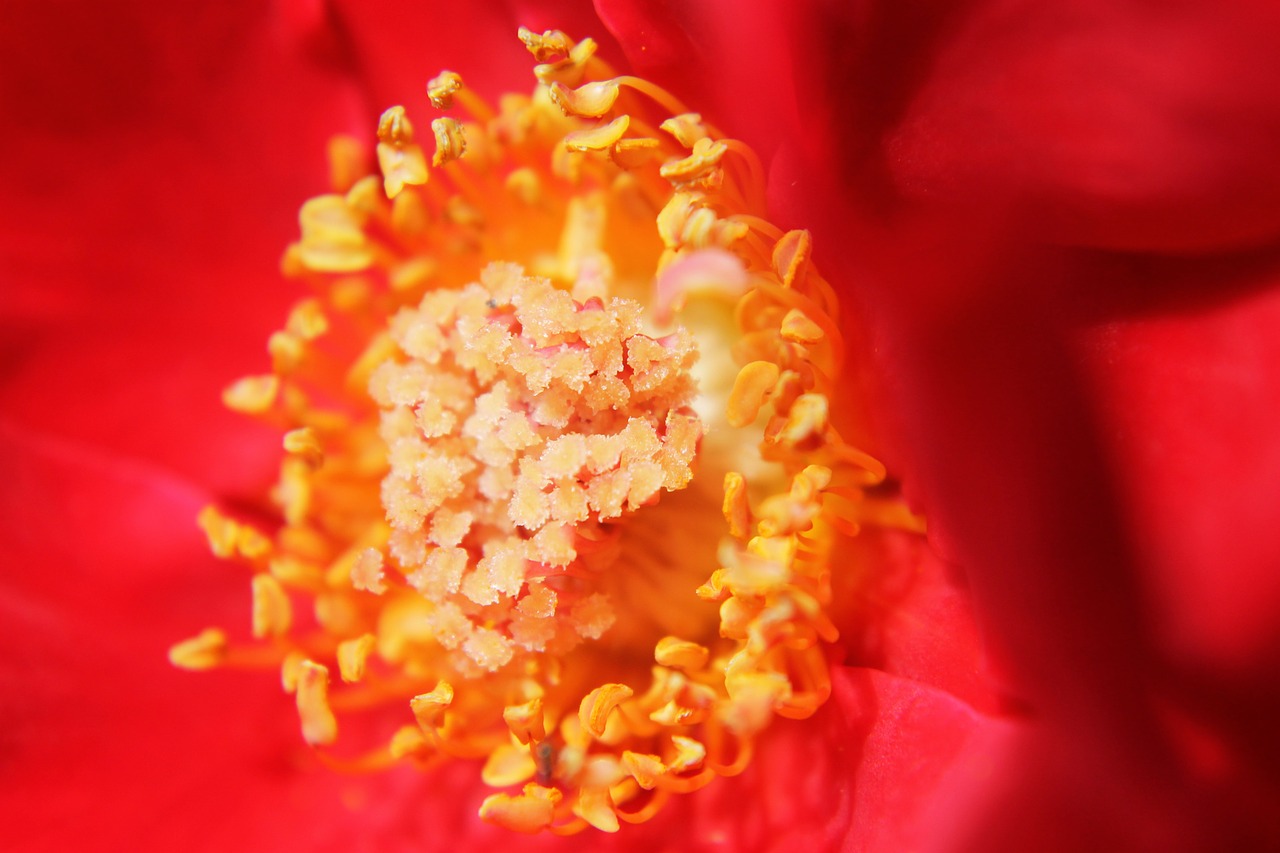 flower macro rose free photo