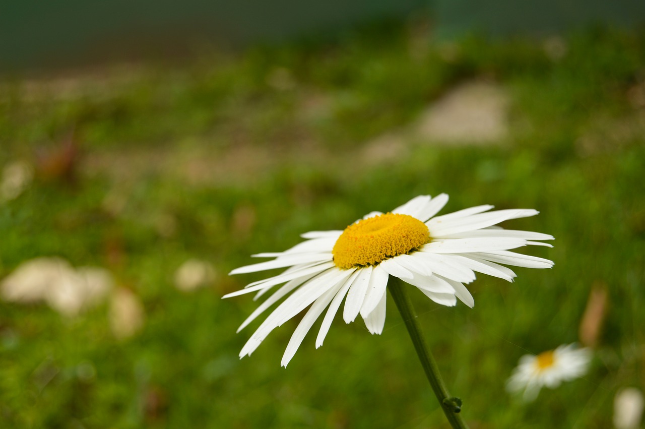 flower white forest free photo