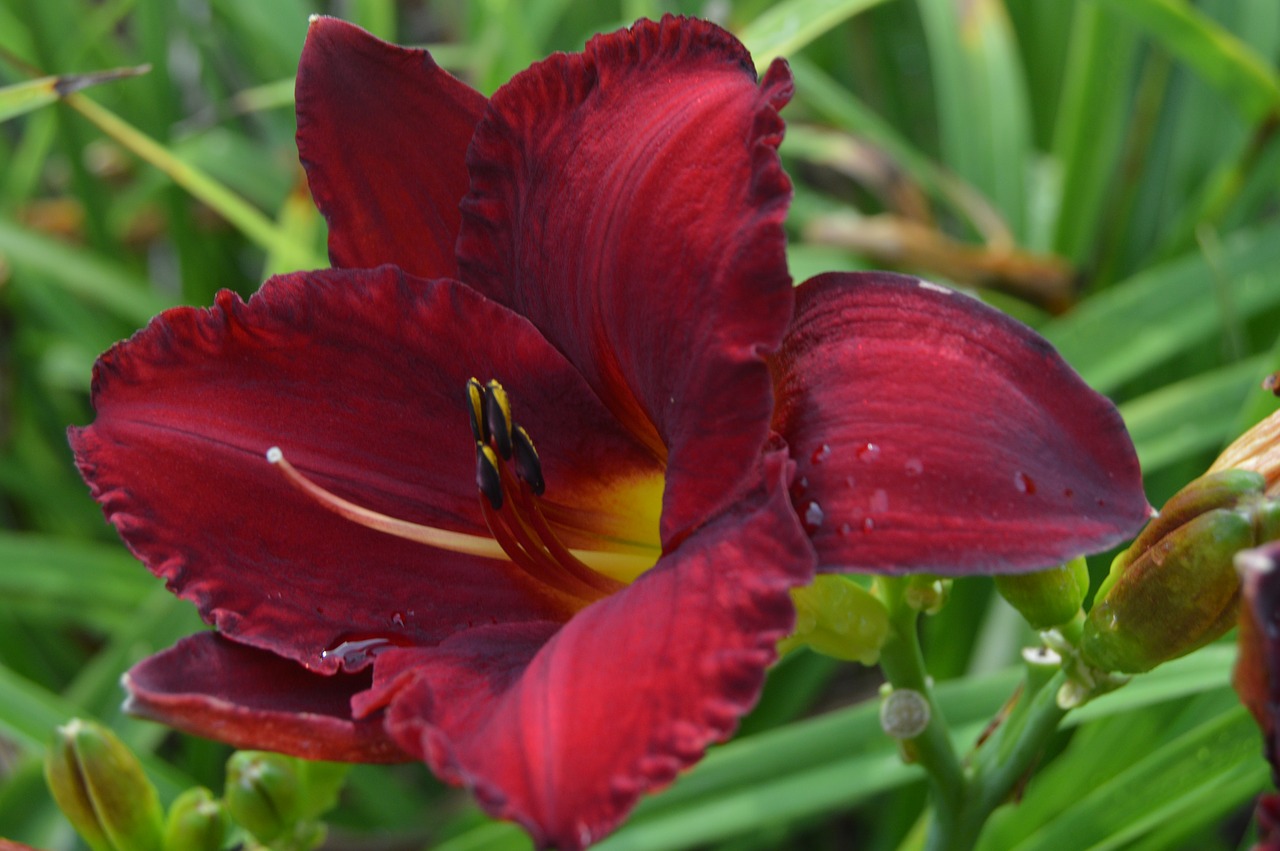 flower nature daylily free photo