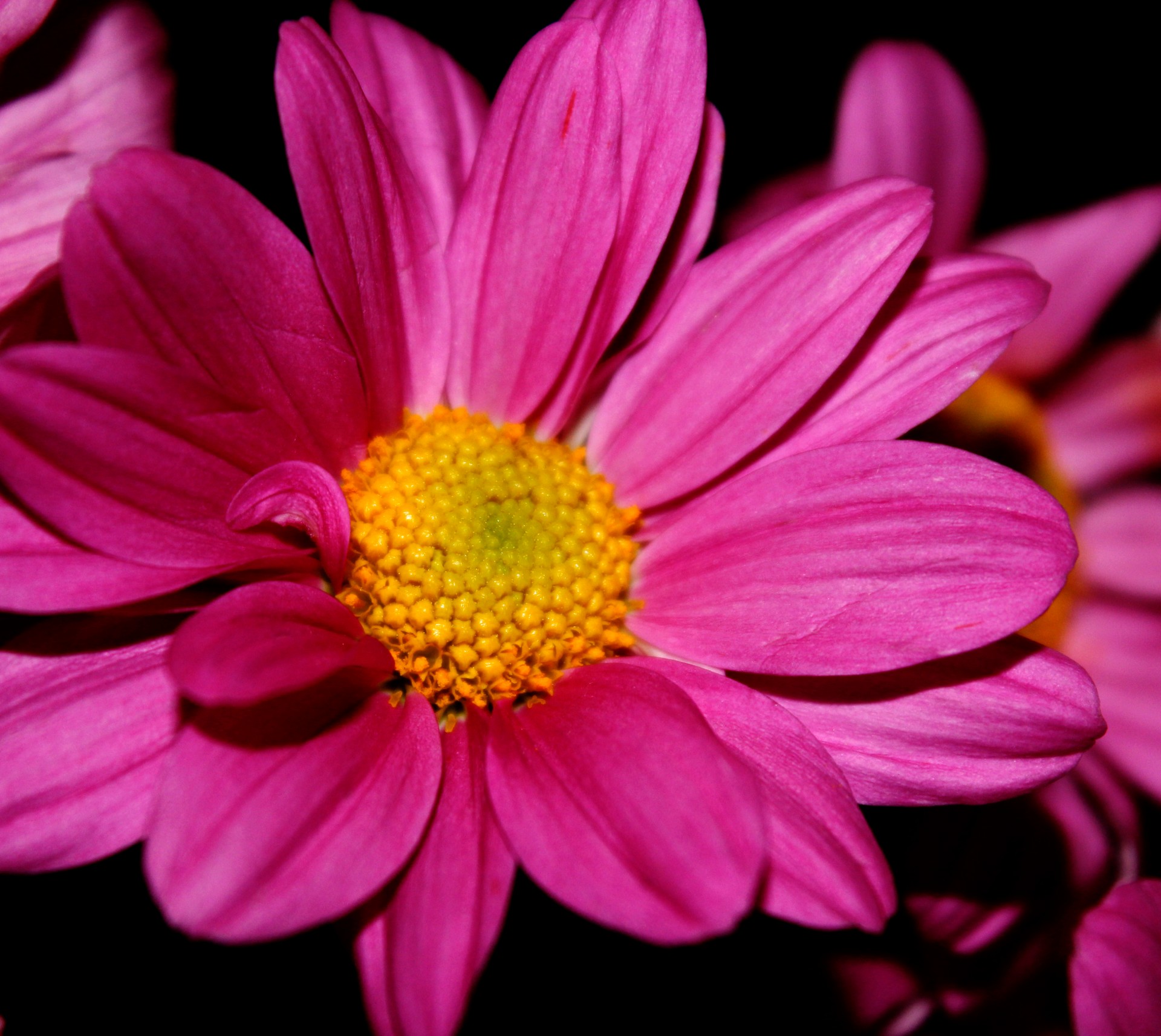 violet flower flower petals free photo