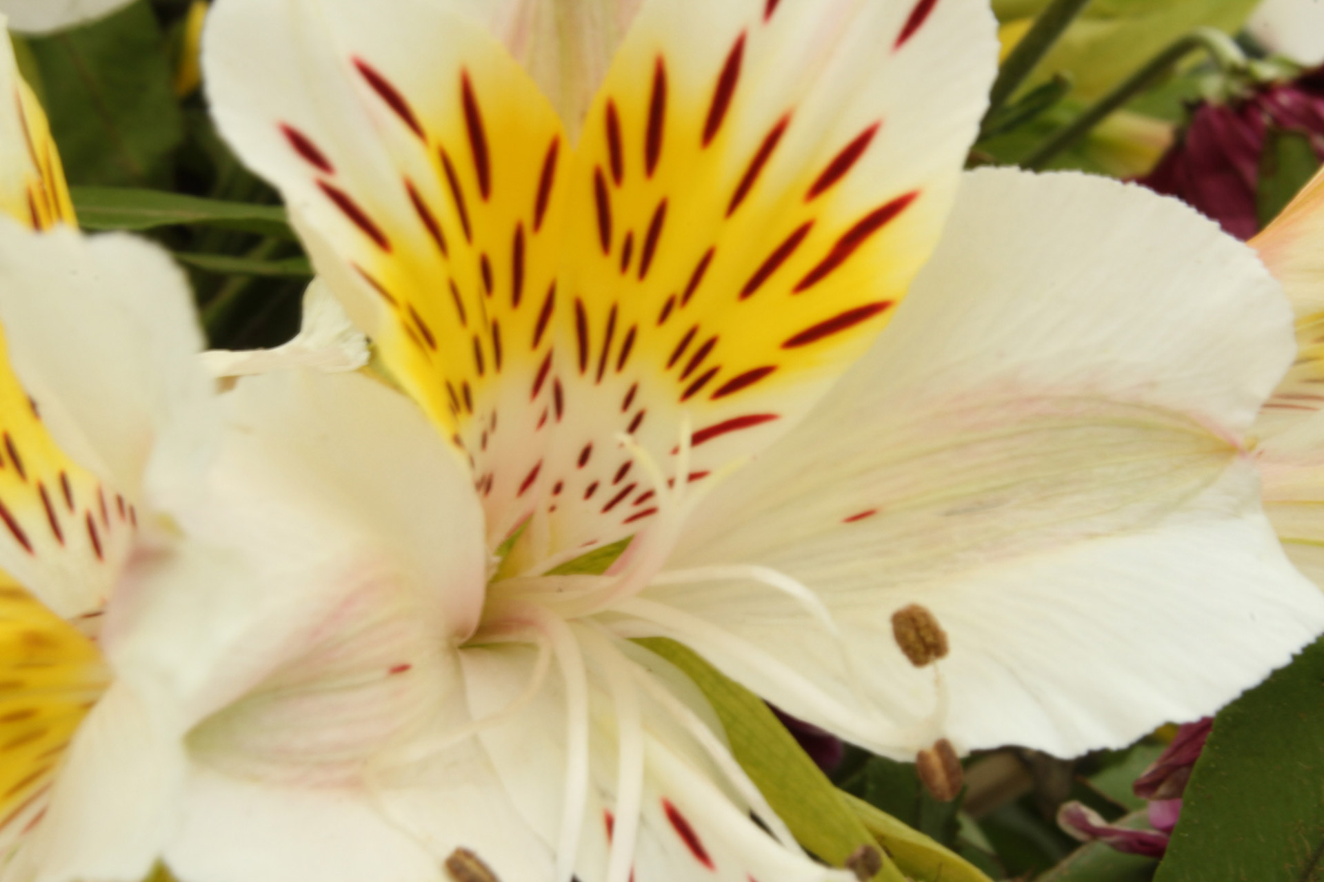 white flower petals stripe free photo