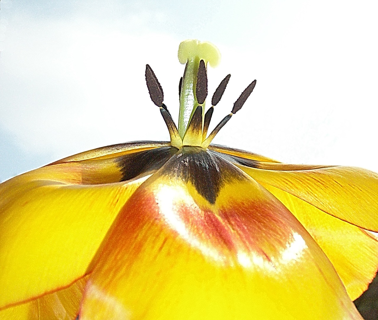 flower tulip yellow free photo